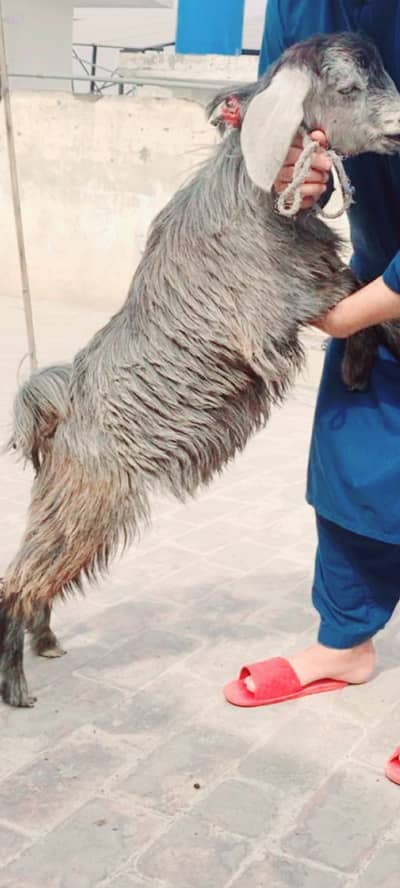 2 Male Bakray age 5 months One Kamoori and Second Nachi Cross