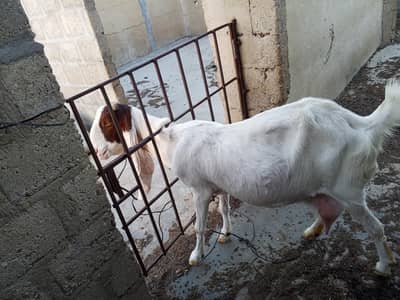gulabi Bakra and bakriyan for sale