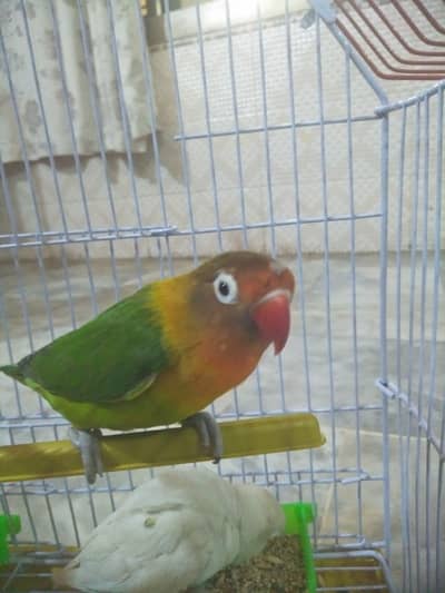love birds with Pinjra Available for Sale