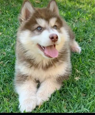 Siberian husky dog for sale