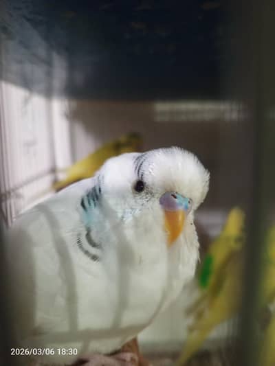 10 pairs hayn budgies