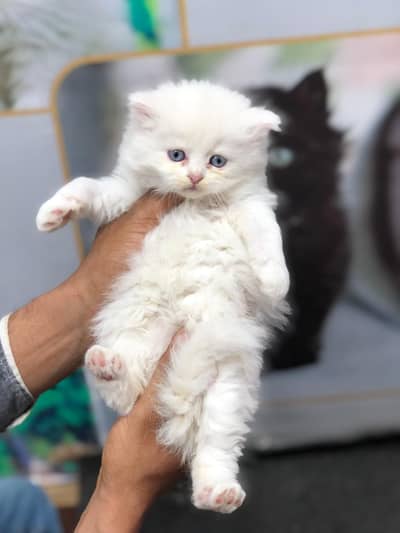 Persian Cats | Persian Kittens | Persian Blue eyes kittens | Billi