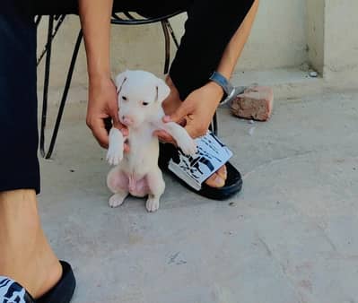 gultariy pure pink babY 1 Month