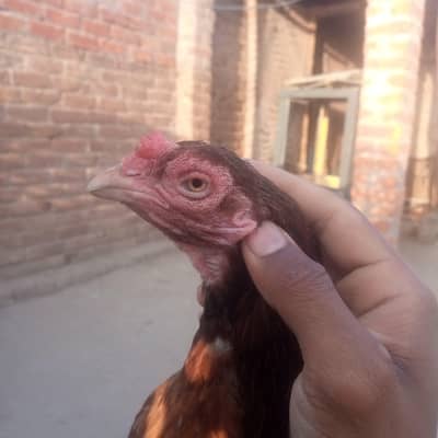 Aseel amroha madii egg laying