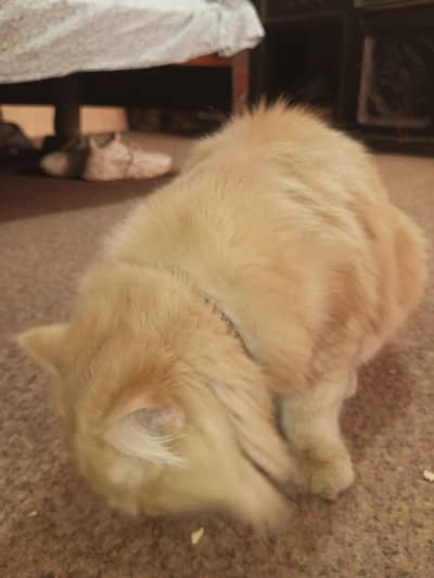 triple coat persian billa creamy colour