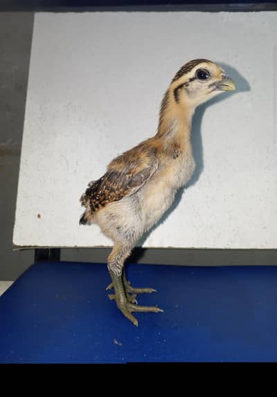 Pure O ShamO And DarGon Chick For Sale