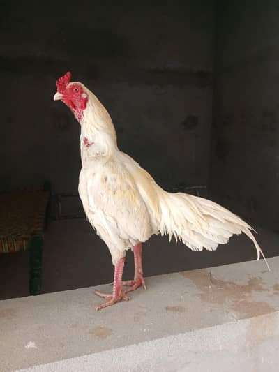 3365673298 video what's app