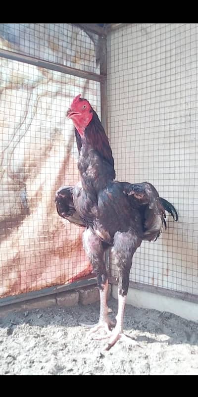 High Quality Assel Patha available. . .