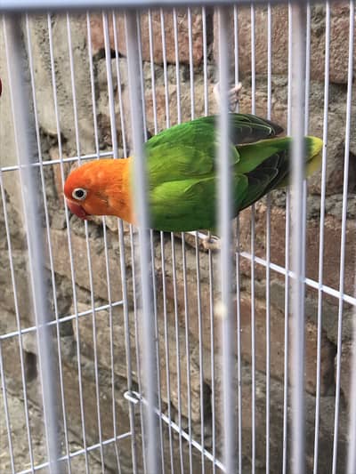 Opline; fisher active birds for sale read discription