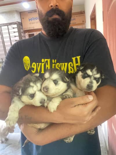 siberian husky puppies