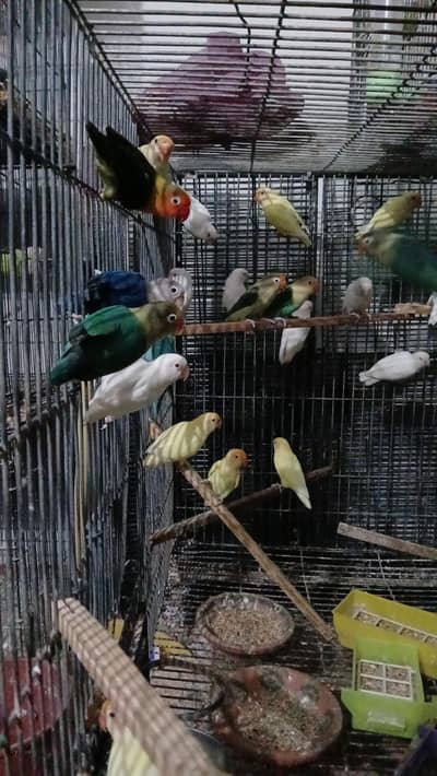 full setup of lovebird for sale