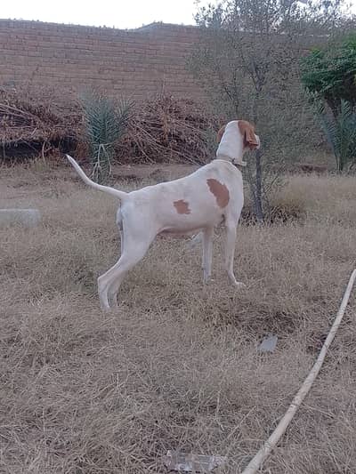 English pointer breeder female for sale