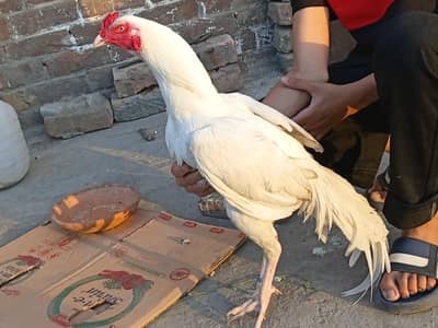 saleta murga // heera murga