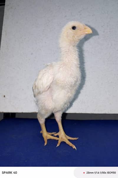 pure O ShamoAnd Dragon chick