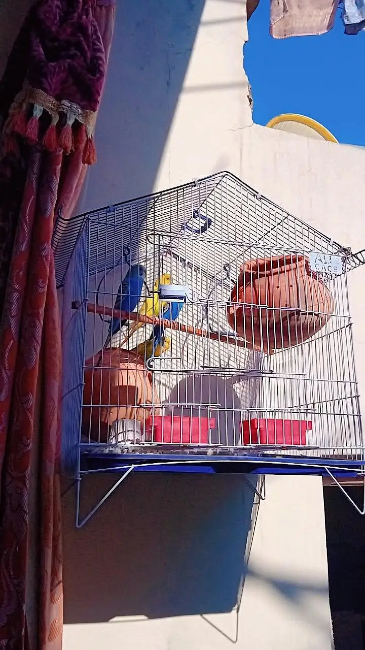 Australian parrots 2 jorey — photo 2