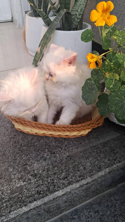 persian kitten  punch face