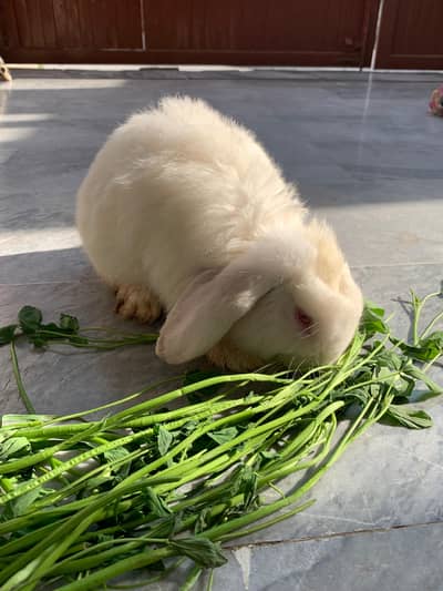 White Holland lop Rabbit. . red eyes