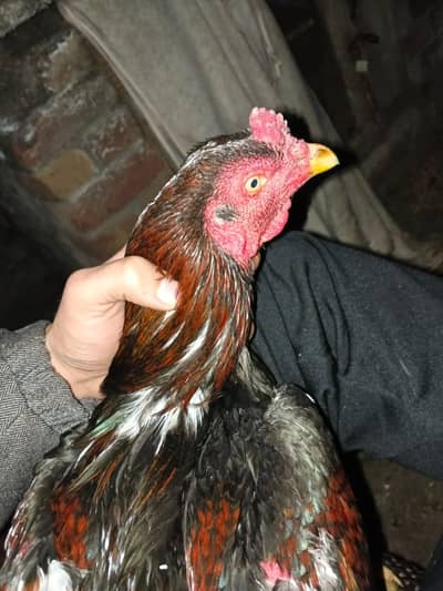 Aseel Lakha / high quality /  Lakha Male / home breed