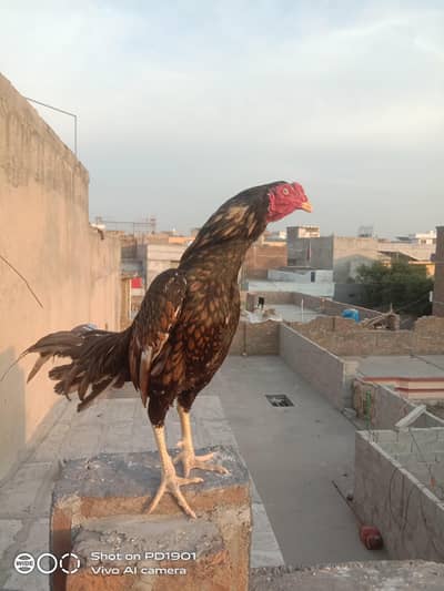 aseel sawa breed khuli gaddi