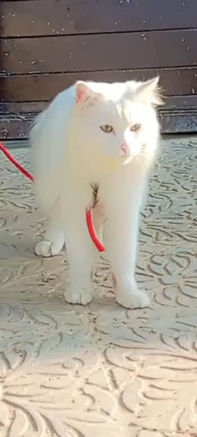 Beautiful cat 03037781315