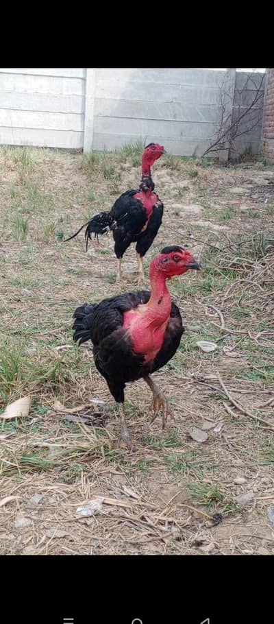 bhot achai nasal hia mughri anday dati hia