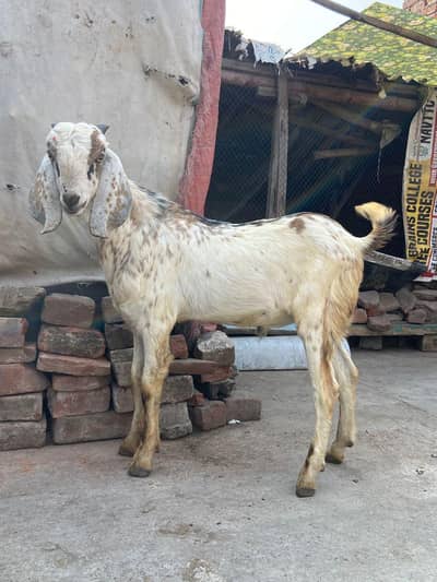 Bakra for sale