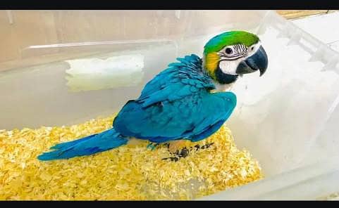 blue gold Macau parrot chicks for sale 0327/6760/726
