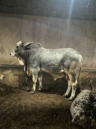 Pakka kheera bachra available for sale. Palai bhi available hai.