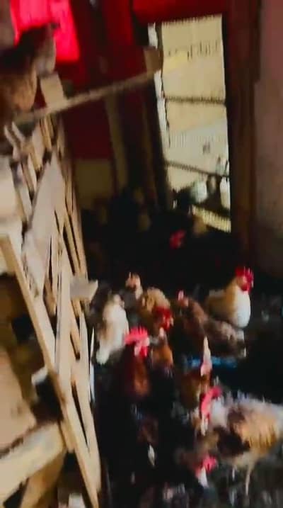 Aseel Golden Hens 03124049432