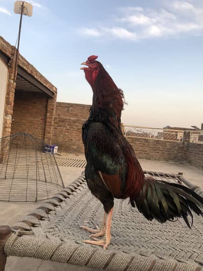 Pure Aseel Mianwali