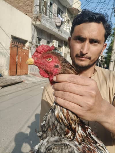 Quality Aseel bird Hen 5000 Roaster 8000