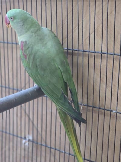 raw female for sale.