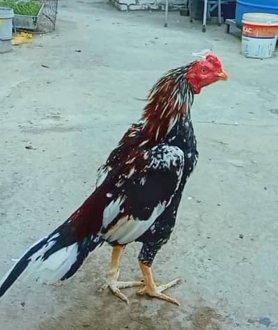 cheena patha bht ala cheez ha  wazan 2500mora 2700