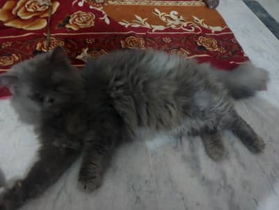 Persian cat urgent sale