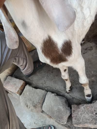 desi Bakri ka baccha