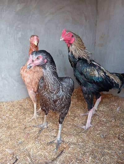 aseel male and two females