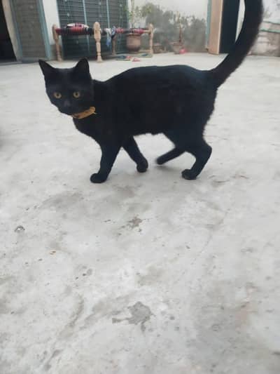 black Bombay cat