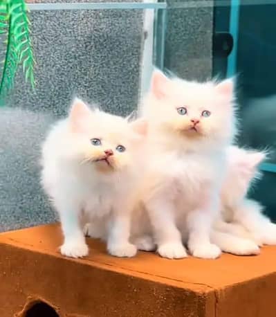 Persian female kitten for sale My WhatsApp number 0325 5503411
