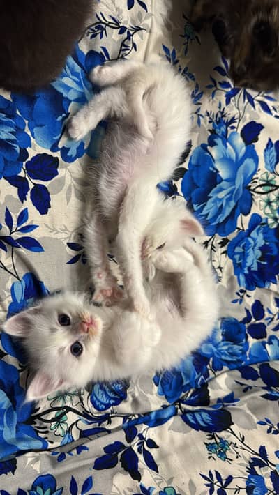 3 double coated semi punch faced persian kittens for sale