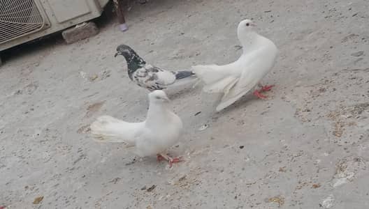 lakka jora peur white pair