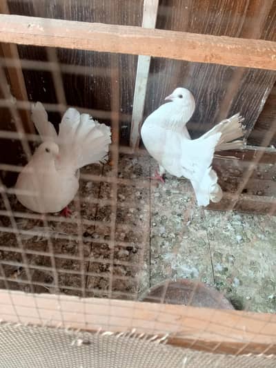 lucky pigeons kabootar