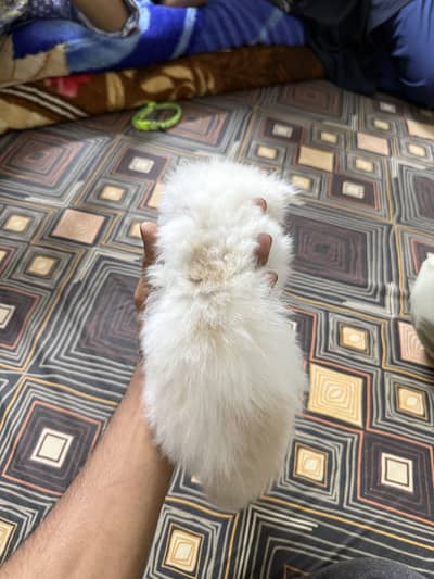 Male triple coated kitten