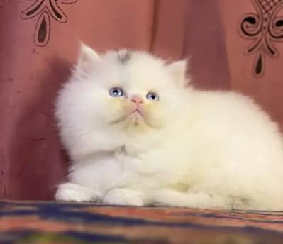 Persian female kitten for sale My WhatsApp number 0325 5503411