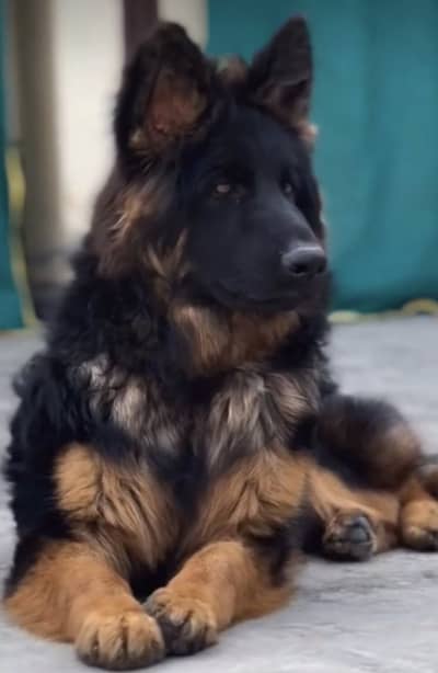 For sale mother is imported