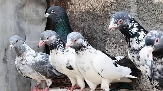 8 Golden qasori kabutar