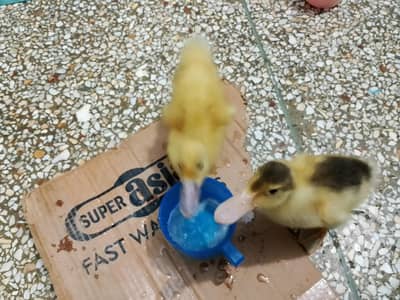 ducks chick