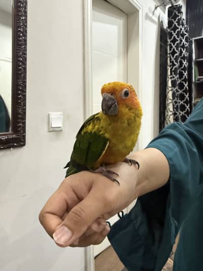Sunconure hand tamed full active