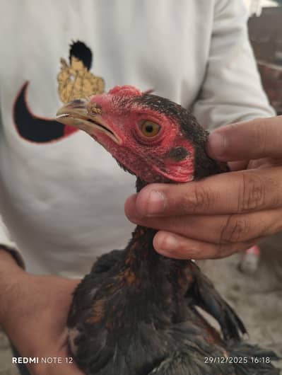 pure burmi pokeya patha good breed healthy and active gurrente 