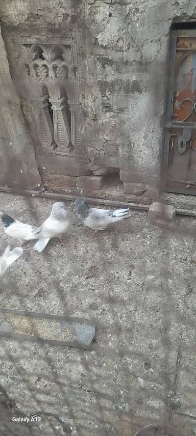 pigeons  Jaal and approx 40Pigeons