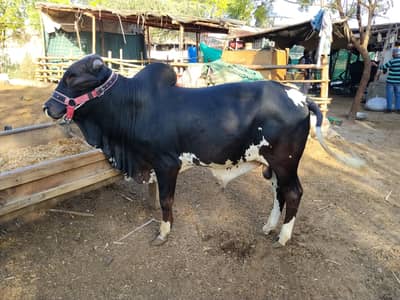 Punjab beauty do dant for sale